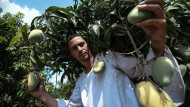 Mangoes in MENA: Climate change sours ripening taste buds 