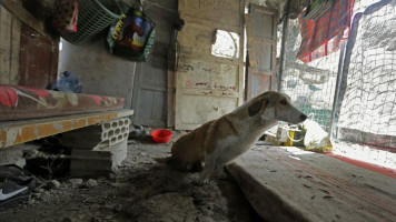 During prolonged bouts of conflict, pets are often left behind [Getty Images]