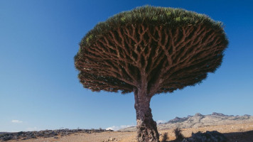 A Dragon tree on Socotra Island, Yemen. [Getty]