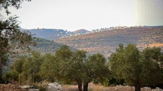 Olive trees in Mazraa Gharbiyeh, West Bank