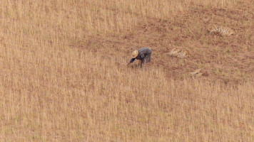 Aerial view of a Moroccan man or farmer working on a field [Getty]