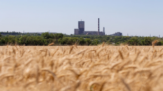 Wheat field in Ukraine