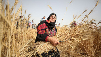 Palestinian farmers harvest wheat using traditional methods at a field in Khan Yunis, Gaza on May 14, 2022