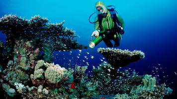 Resiliance of Red Sea coral holds key to marine conservation