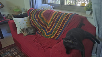 A photo showing three cats: Ruby (background), Sukkara (front left), Fahed (front right).