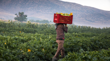  A teenage boy carrying zucchini in a basket at a farm. Syrian refugees fleeing from war, work on agricultural farms in the Bekaa Valley for 15 hours a day during summer, earning a maximum of $8USD per day