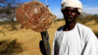 Sudan gum tree 