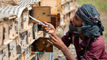 A Yemeni beekeeper uses smoke to calm bees, as he checks beehives at a farm in Yemen's third city of Taez, on June 28, 2022. - Experts consider Yemeni honey as one of the best in the world, including the prized Royal Sidr known for its therapeutic properties. The United Nations say honey plays a "vital role" for Yemen's economy, with 100,000 households dependent on it for their livelihoods. (Photo by AHMAD AL-BASHA / AFP) (Photo by AHMAD AL-BASHA/AFP via Getty Images)