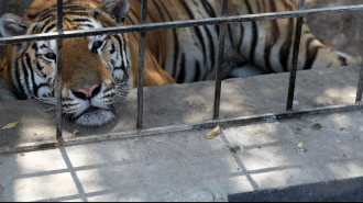 siberian-tigers