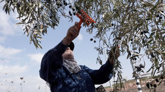 Olives are a critical part of the economy of the occupied West Bank