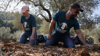  A group of Palestinians, foreign and Israeli activists gather to participated in an olive picking event on the land in the town of Battir, which is under threat of confiscation by Israel in Bethlehem, occupied West Bank on 8 November 2024. [Getty]