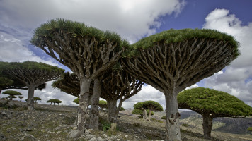 Socotra.jpg