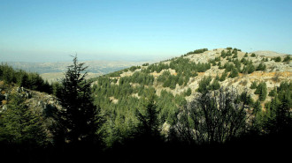 forest lebanon