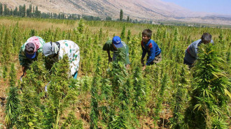 Cannabis Bekaa - AFP