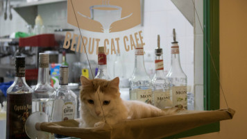 BeirutCatCafe5.jpg