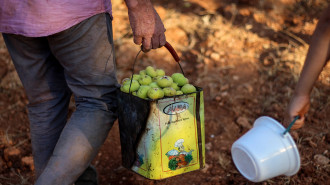 idlib fig harvest