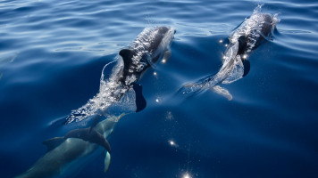 dolphins