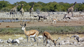 UAE Safari Park [BBC]