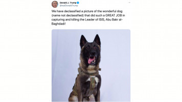 dog trump