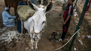 Donkeys for sale in a bazaar in Cairo, Egypt