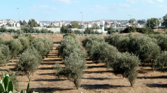 olive trees