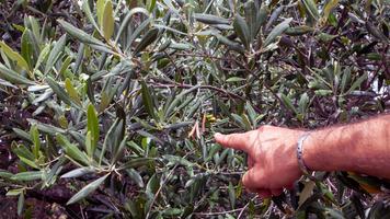 olive tree - getty