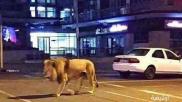 lion saudi