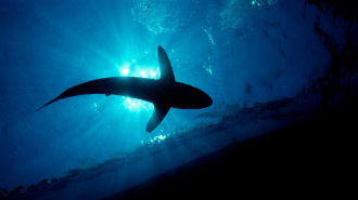 Red sea shark -- getty