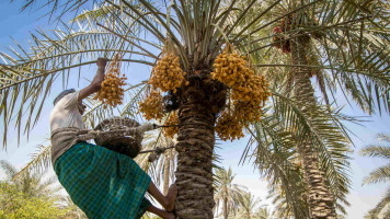 date palms