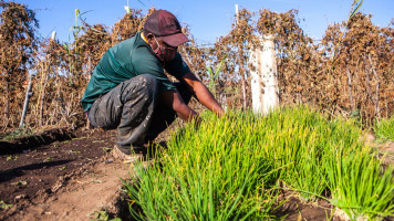 Africa farmer - Getty