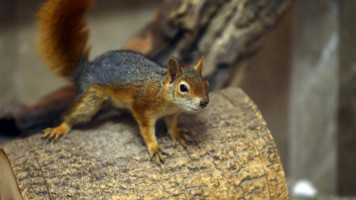  - anadolu squirrel zoo turkey 