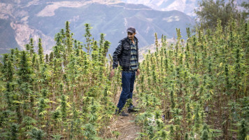 A cannabis field in Rif. [Getty]