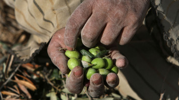 Olive Palestine