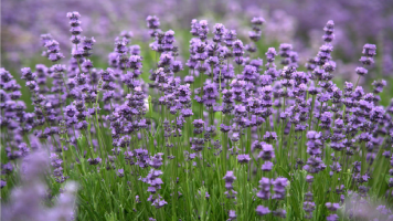 Lavenders harvested in Xinjiang Province, China