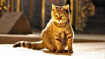 hagia sophia cat