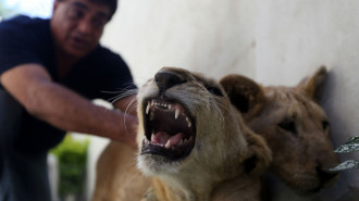 PALESTINIAN-ISRAEL-LION