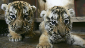 Siberian cubs animals lebanon GETTY