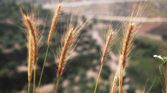 Pen Quinton wheat grass palestine