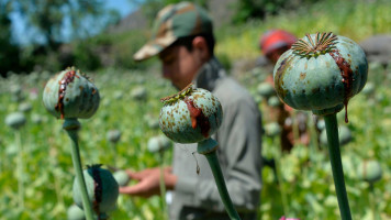 opium poppies - Getty