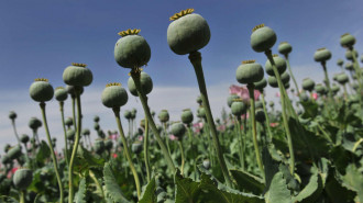 Afghan poppies afp