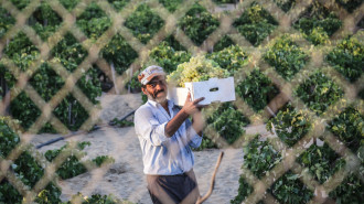 Gaza Farmer