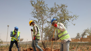 Saudi plants trees - Getty