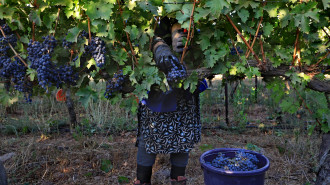 Golan Heights wine  - GETTY