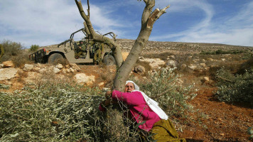 C:\Users\Faddat Media\Desktop\olive trees.jpg