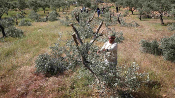 Olive trees Palestine