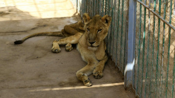 sudan starving lion afp