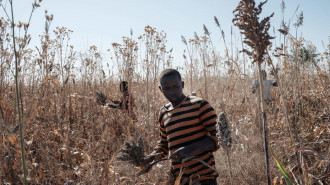 Agriculture Sudan [GETTY]