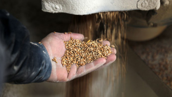 A person holding wheat grain in their hand