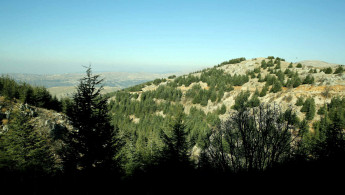 forest lebanon