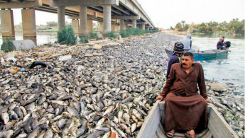 iraq carp [AFP]